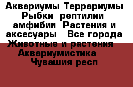 Аквариумы.Террариумы.Рыбки, рептилии, амфибии. Растения и аксесуары - Все города Животные и растения » Аквариумистика   . Чувашия респ.